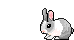 hopping dutch bunny