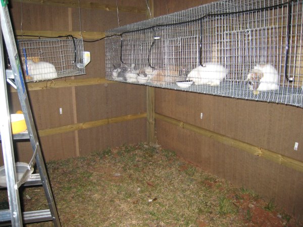 Hanging 2025 rabbit cages