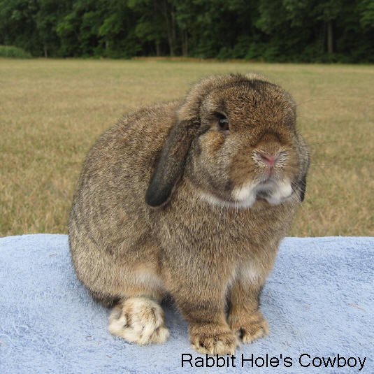 Holland Lop Color Chart