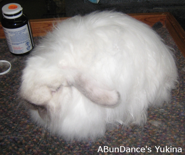 american fuzzy lop for sale